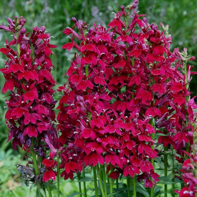 Lobelia Fan Burgundy (1366)